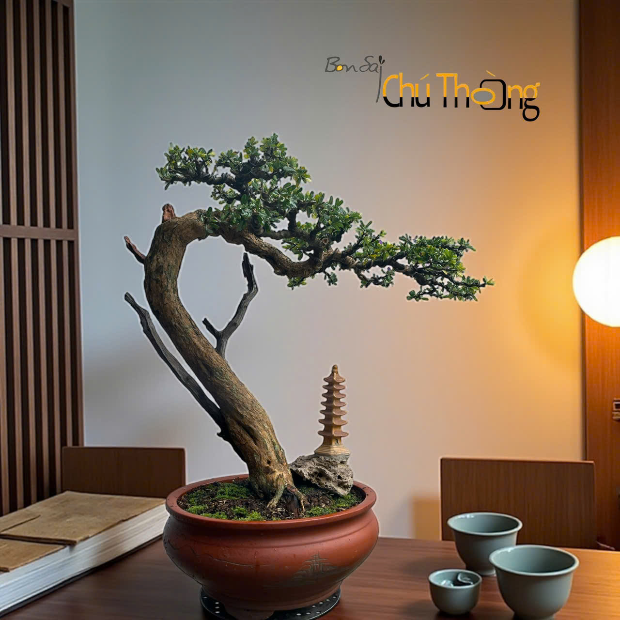 Cây linh sam trồng trong nhà được không?